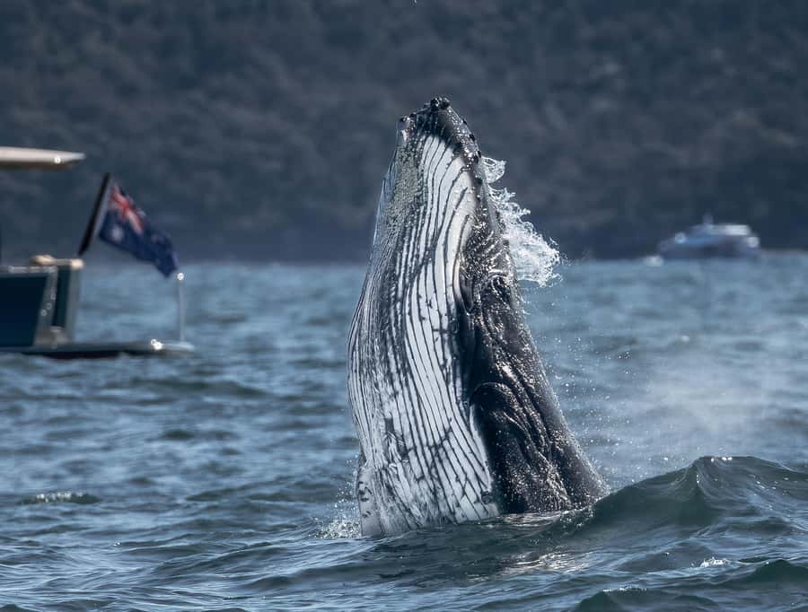Sydney: Ocean Whale Watching Experience - From Darling Harbour to the Heads: How the Trip Really Feels