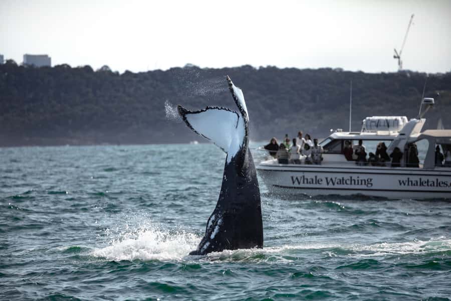 Sydney: Ocean Whale Watching Experience - Past the Opera House and Bridge: The Harbor Part That’s Actually Useful