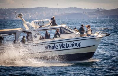 Sydney: Ocean Whale Watching Experience - Where You Board: King Street Wharf 3 and the Quick Start