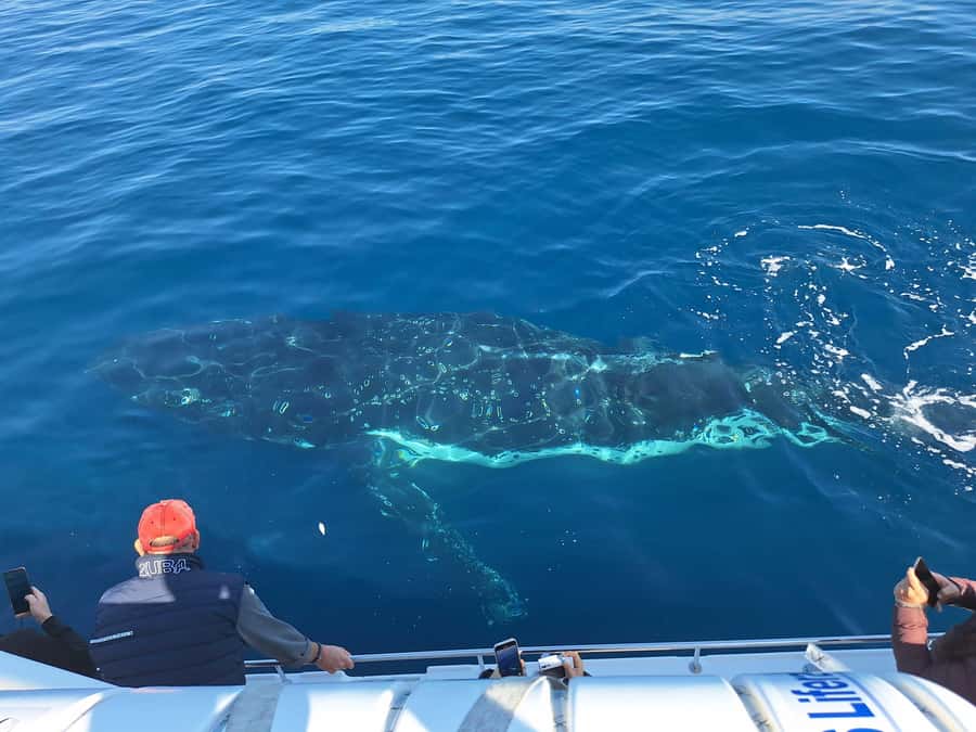 Sydney: Ocean Whale Watching Experience - The Open-Ocean Whale Watching Stretch: How You’ll Spot Humpbacks