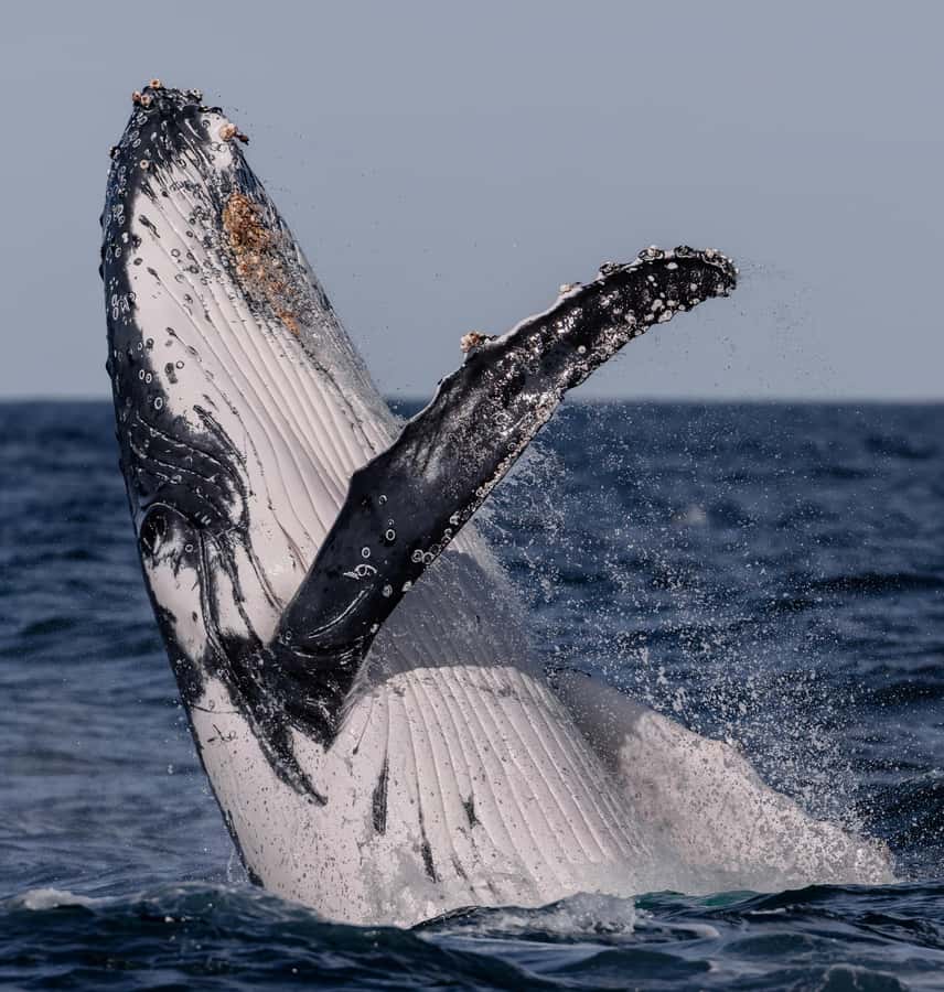 Sydney: Ocean Whale Watching Experience - Whale Sighting Guarantee: The Safety Net That Changes the Math