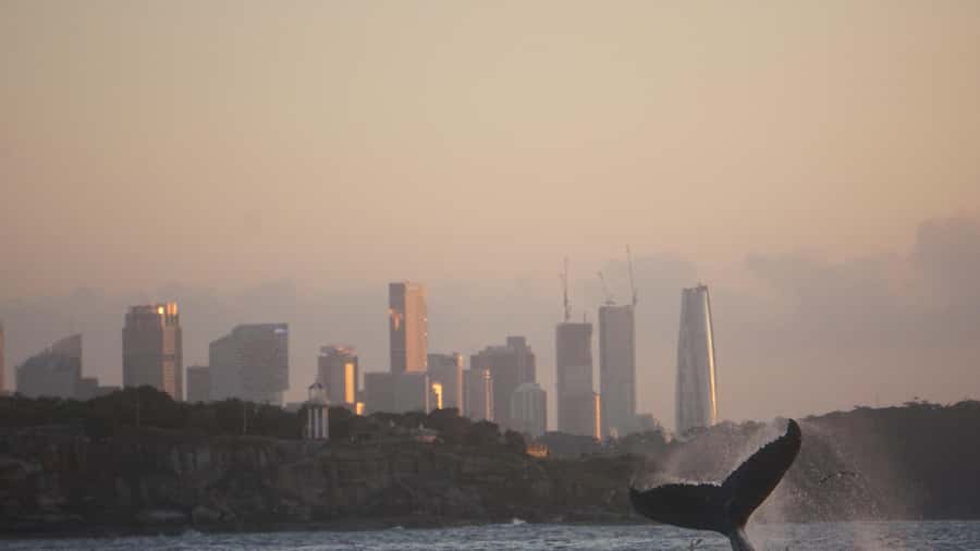 Sydney: Ocean Whale Watching Experience - Photos Without the Head-Down Stress