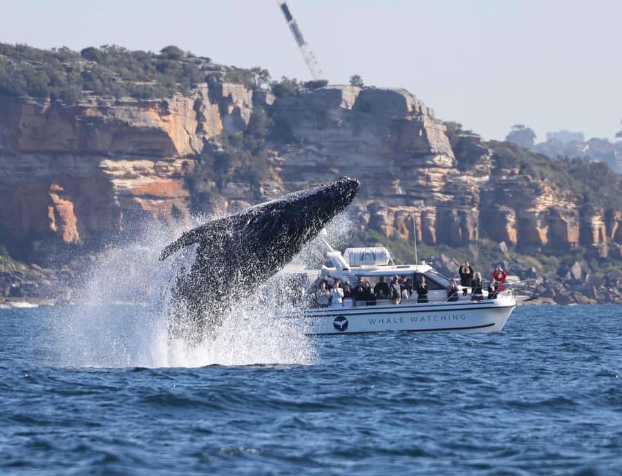 Sydney: Ocean Whale Watching Experience - Price and Value: What $98 Gets You in Real Terms