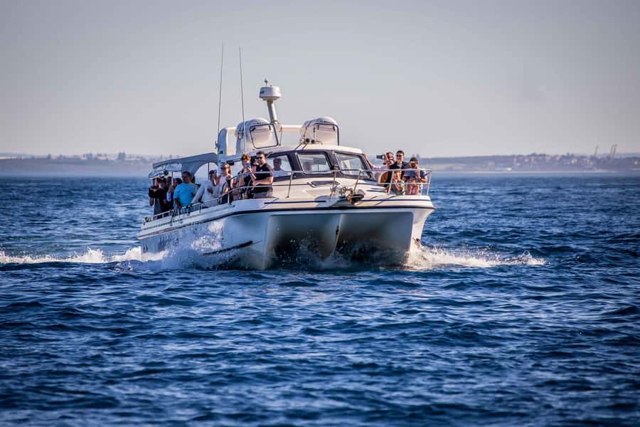 Sydney: Ocean Whale Watching Experience - What to Bring: Warm Clothes, and a Plan for Choppy Water