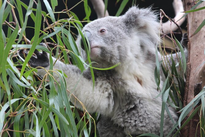 Sydney Opera House and Aussie Animals Private Tour - Why this private mix works so well in Sydney