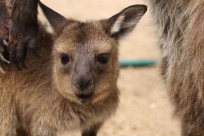 Sydney Opera House and Aussie Animals Private Tour - Inside the Sydney Opera House: sails, halls, and off-limits areas