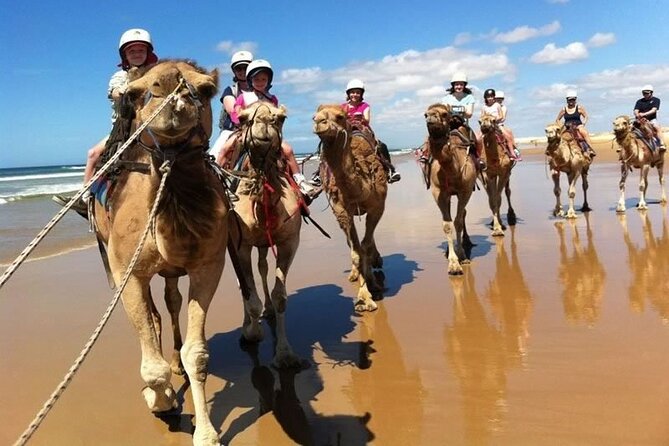 Sydney: Port Stephens Sandboarding, Dunes & Dolphin Cruise option - Nelson Bay lunch time: make it yours (and budget for it)