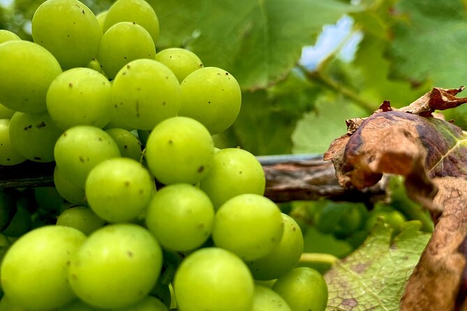 Sydney: PRIVATE Hunter Valley Wine Tasting Luxe Tour (10h) - Hunter Valley From Sydney: When the 7:30 Start Feels Worth It