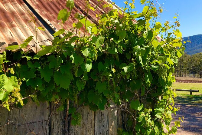 Sydney: PRIVATE Hunter Valley Wine Tasting Luxe Tour (10h) - The Drive Story: Harbour Bridge to Cessnock Without Dead Time