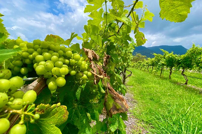 Sydney: PRIVATE Hunter Valley Wine Tasting Luxe Tour (10h) - First Winery Stop: Behind-the-Scenes Access to Grape to Glass