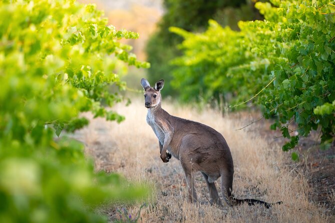 Sydney: PRIVATE Hunter Valley Wine Tasting Luxe Tour (10h) - What Makes This Tour Feel Luxe: Comfort, Timing, and Intimacy