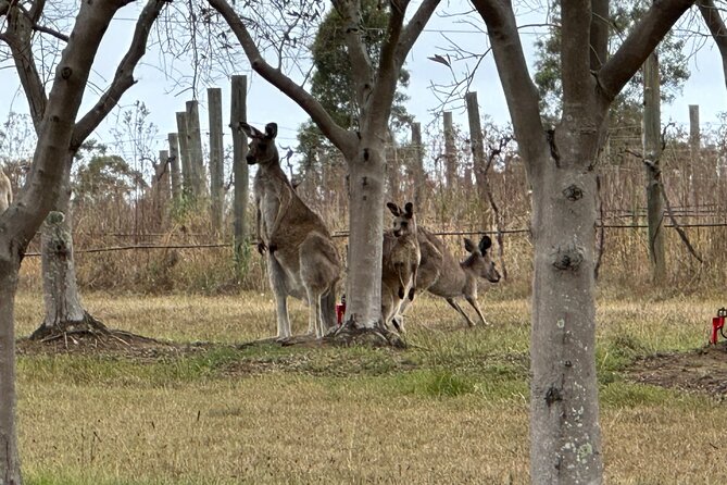 Sydney: Private Wine tour - Hunter Valley & Wollombi Valley - Petersons Wines: sparkling winners and red wine texture