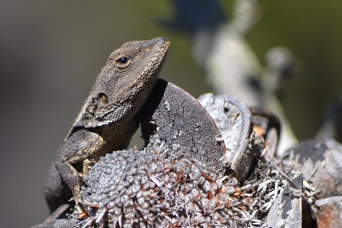 Sydney: Royal National Park Day Trip with Picnic and Swim - Who this day trip suits best