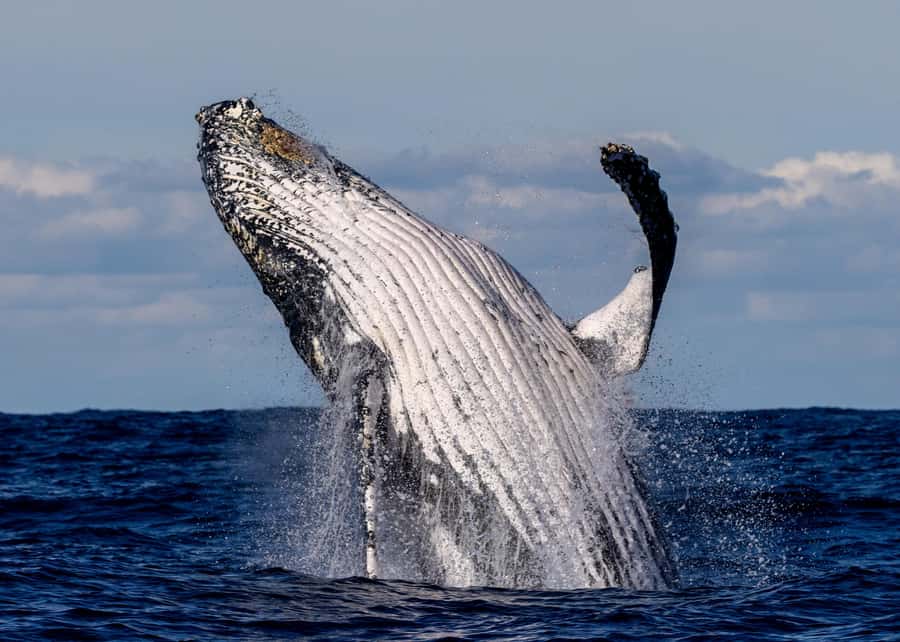 Sydney: Scenic Whale Watching Cruise - Whales Guaranteed - Key things that make this whale cruise worth it