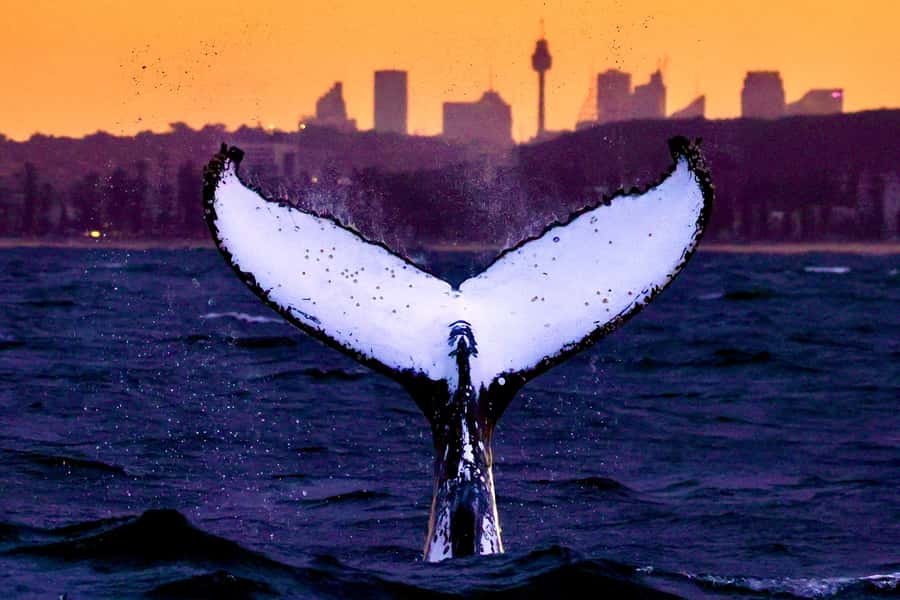 Sydney: Scenic Whale Watching Cruise - Whales Guaranteed - Circular Quay to the whale zone in 3 hours