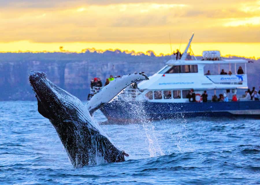 Sydney: Scenic Whale Watching Cruise - Whales Guaranteed - What the humpbacks experience actually feels like