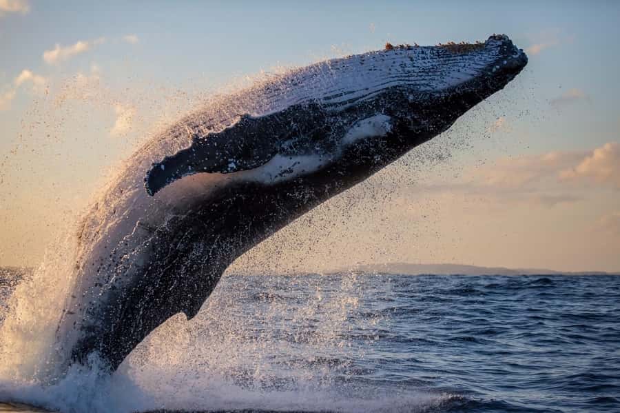 Sydney: Scenic Whale Watching Cruise - Whales Guaranteed - On-board crew style: commentary that keeps up with real sightings