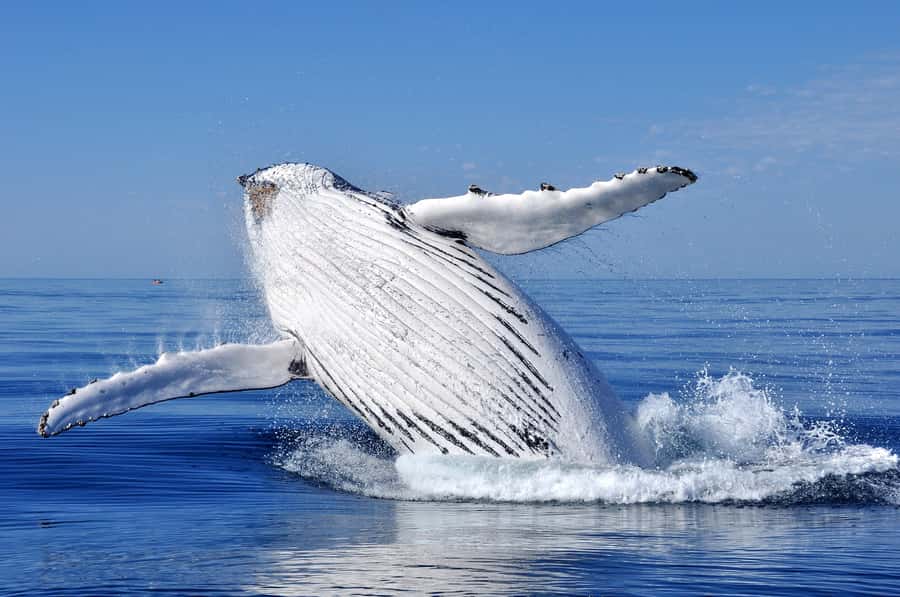 Sydney: Scenic Whale Watching Cruise - Whales Guaranteed - Beyond humpbacks: dolphins, seals, and the best bonuses