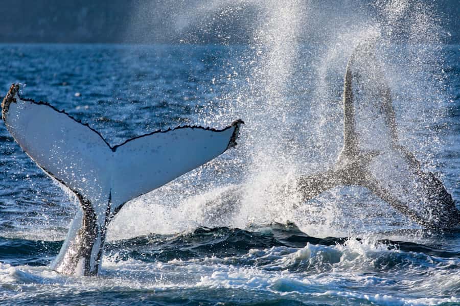 Sydney: Scenic Whale Watching Cruise - Whales Guaranteed - Photos and the low-effort way to get your whale memories