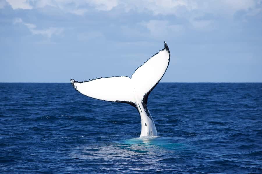 Sydney: Scenic Whale Watching Cruise - Whales Guaranteed - Comfort and practical tips: seasickness, clothing, and where to sit