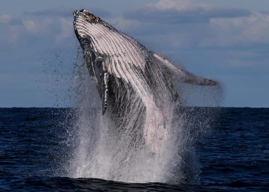 Sydney: Scenic Whale Watching Cruise - Whales Guaranteed - The catamaran advantage: space, stability, and better viewing