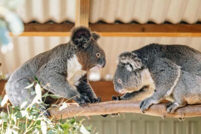 Sydney: Small Group Blue Mountains, Wildlife & Waterfalls - Featherdale Wildlife Park: conservation plus hands-on animal time