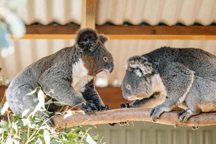 Sydney: Small Group Blue Mountains, Wildlife & Waterfalls - Featherdale Wildlife Park: conservation plus hands-on animal time