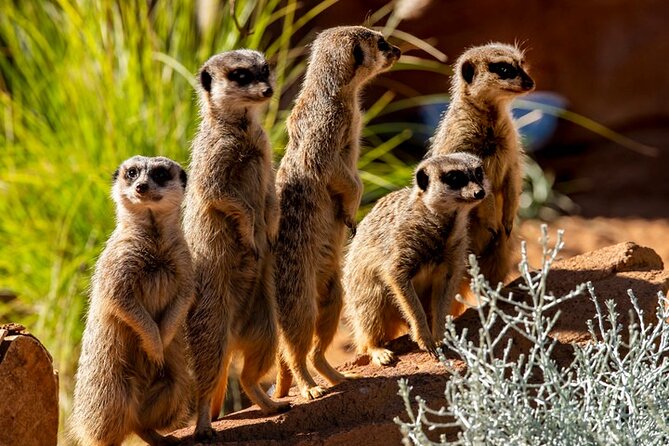 Sydney Taronga Zoo General Entry Ticket - The included shows you can plan around