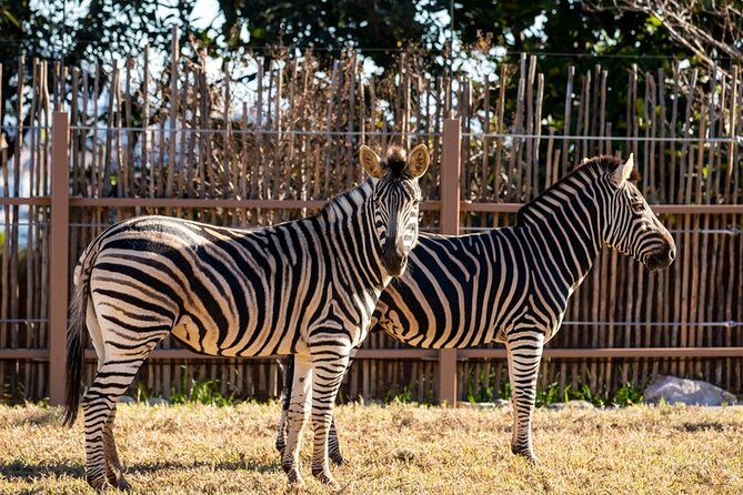 Sydney Taronga Zoo General Entry Ticket - Ticket value: is $39.45 a fair deal?