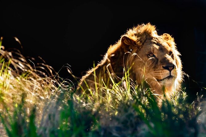 Sydney Taronga Zoo General Entry Ticket - Your 3–6 hour game plan inside the zoo