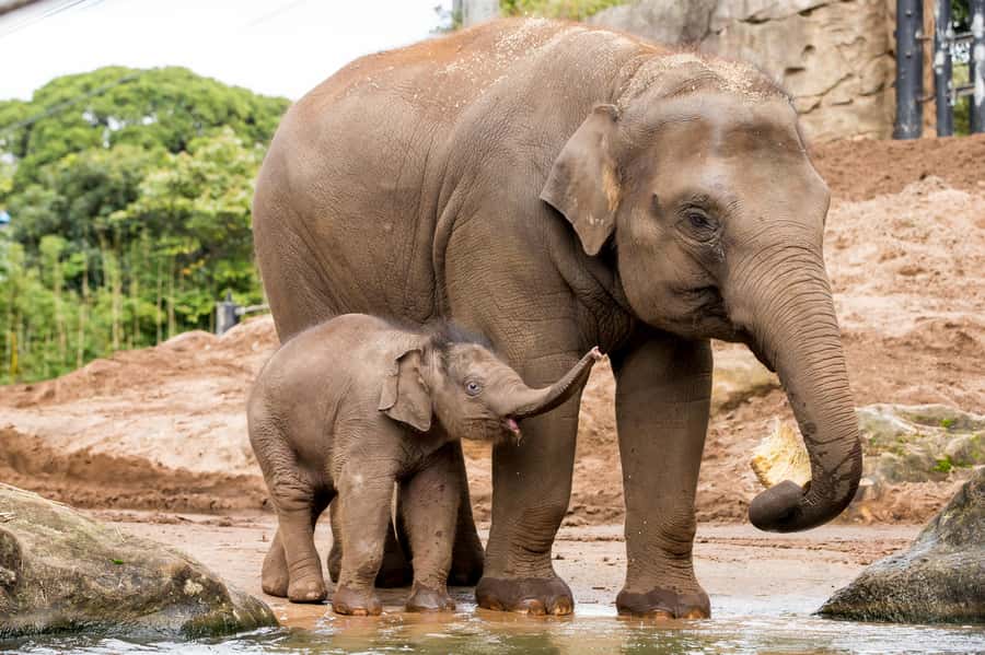 Sydney: Taronga Zoo Ticket with Return Ferry - A Practical Plan for a Smooth Day