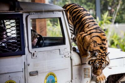 Sydney: Taronga Zoo Ticket with Return Ferry - Getting There: Fantasea’s Wharf Offices and Meeting Points
