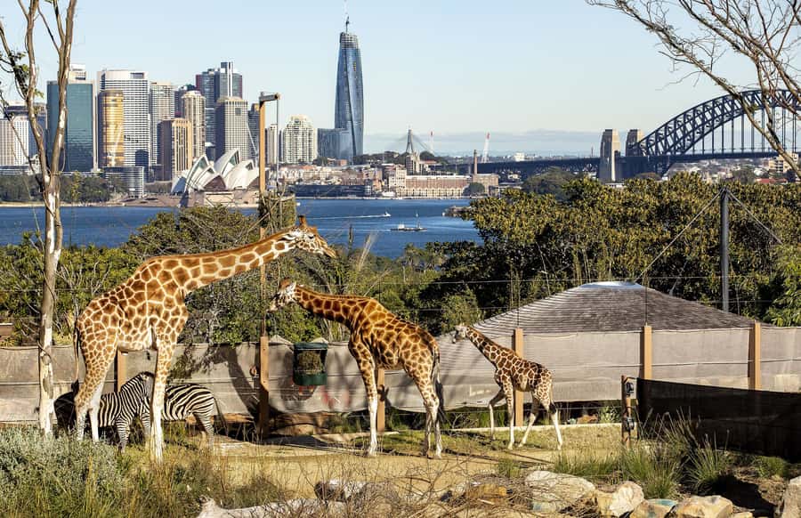 Sydney: Taronga Zoo Ticket with Return Ferry - Your Taronga Zoo Day: Self-Guided Animal Time