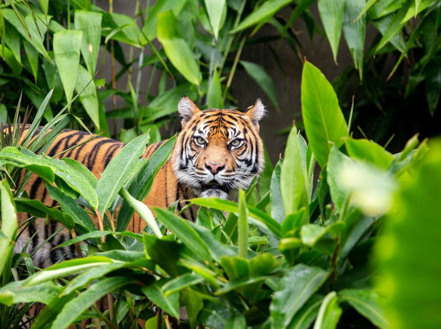 Sydney: Taronga Zoo Ticket with Return Ferry - Who Should Book This and Who Might Think Twice