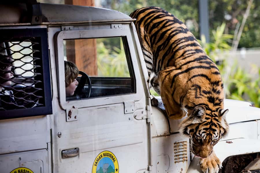 Sydney: Taronga Zoo Ticket with Return Ferry - Getting There: Fantasea’s Wharf Offices and Meeting Points