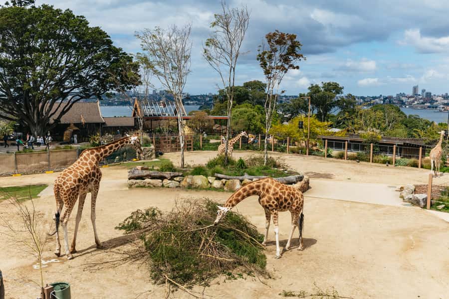 Sydney: Taronga Zoo Tickets - Key things you’ll notice at Taronga