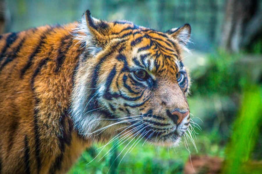 Sydney: Taronga Zoo Tickets - Ticket value: what’s included in your full-day entry