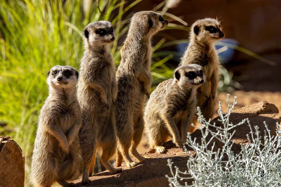 Sydney: Taronga Zoo Tickets - Food, facilities, and photos: saving money and energy