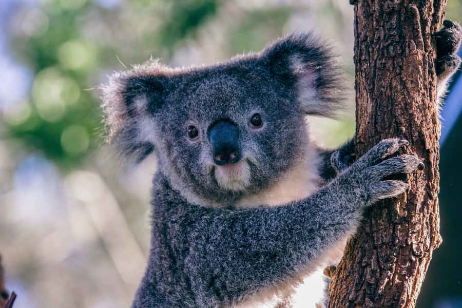 Sydney: Taronga Zoo Tickets - Extras that can level up the day: koalas and Wild Ropes