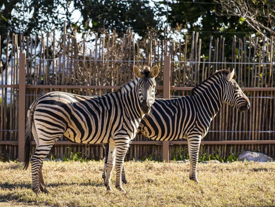 Sydney: Taronga Zoo Tickets - Getting to Taronga Zoo: ferry, bus, or drive