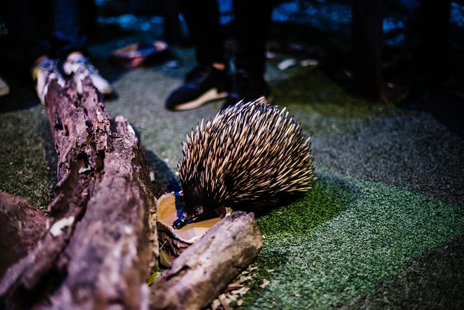 Sydney Taronga Zoo Wild Australia Experience - Sky Safari Gondola and Taronga’s Harbor-Top Location