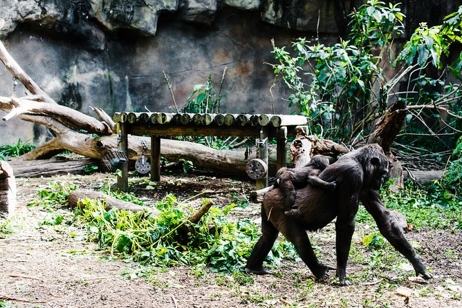 Sydney Taronga Zoo Wild Australia Experience - Koalas Up Close: Photos, Proximity, and Touch Rules
