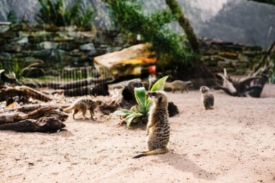 Sydney Taronga Zoo Wild Australia Experience - Meeting Your Keeper: Why a Small Group Feels Different