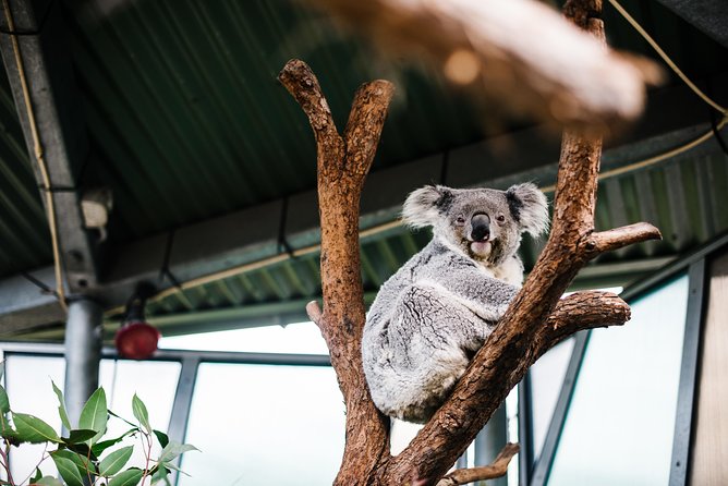 Sydney Taronga Zoo Wild Australia Experience - The Zoo Kitchen Stop: How Diets Get Prepared