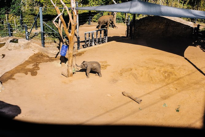 Sydney Taronga Zoo Wild Australia Experience - More Native Animals Than You Think You’ll See