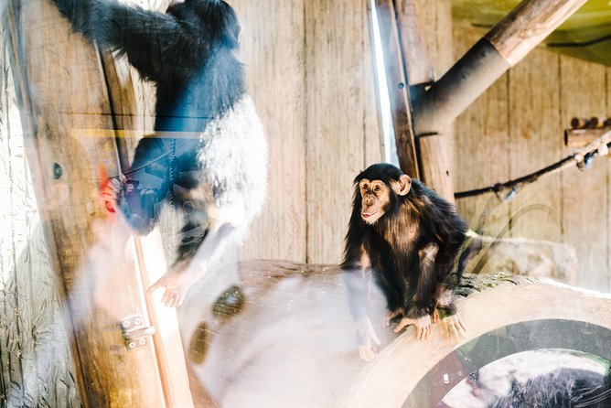 Sydney Taronga Zoo Wild Australia Experience - All-Day Taronga Pass: What to Do After the 2-Hour Tour