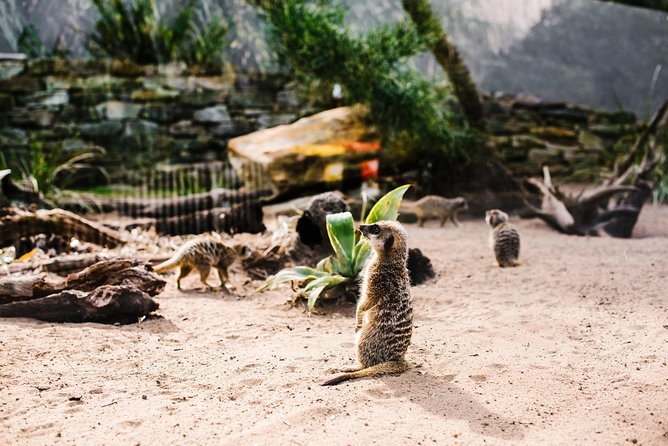 Sydney Taronga Zoo Wild Australia Experience - Meeting Your Keeper: Why a Small Group Feels Different