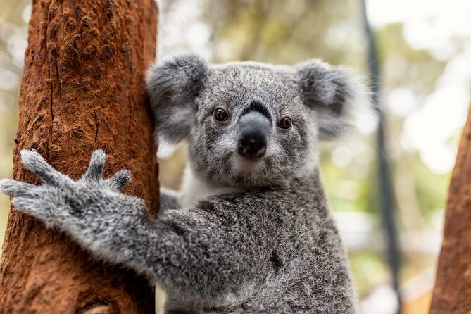 Sydney Taronga Zoo's Aussie Backyard Adventure Tour - Aussie Backyard Adventure Tour: Key Things to Know First