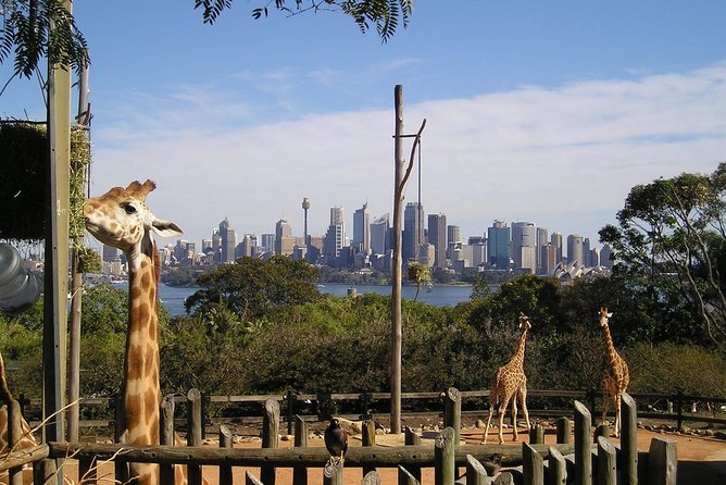 Sydney Taronga Zoo's Aussie Backyard Adventure Tour - Walking, Levels, and Comfort in a Multi-Tier Zoo