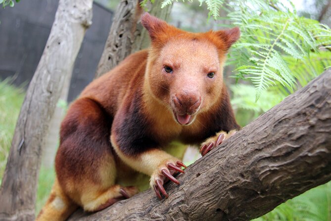 Sydney Taronga Zoo's Aussie Backyard Adventure Tour - Price and Value: Is $75.31 Worth It?
